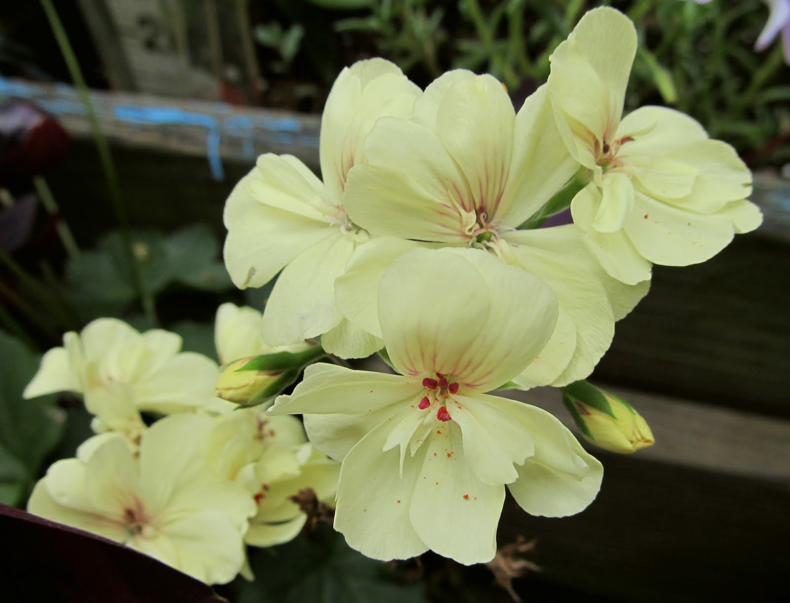 Geranium First Yellow.JPG